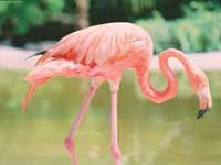 Flamingo Gardens