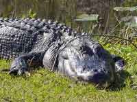 The Everglades